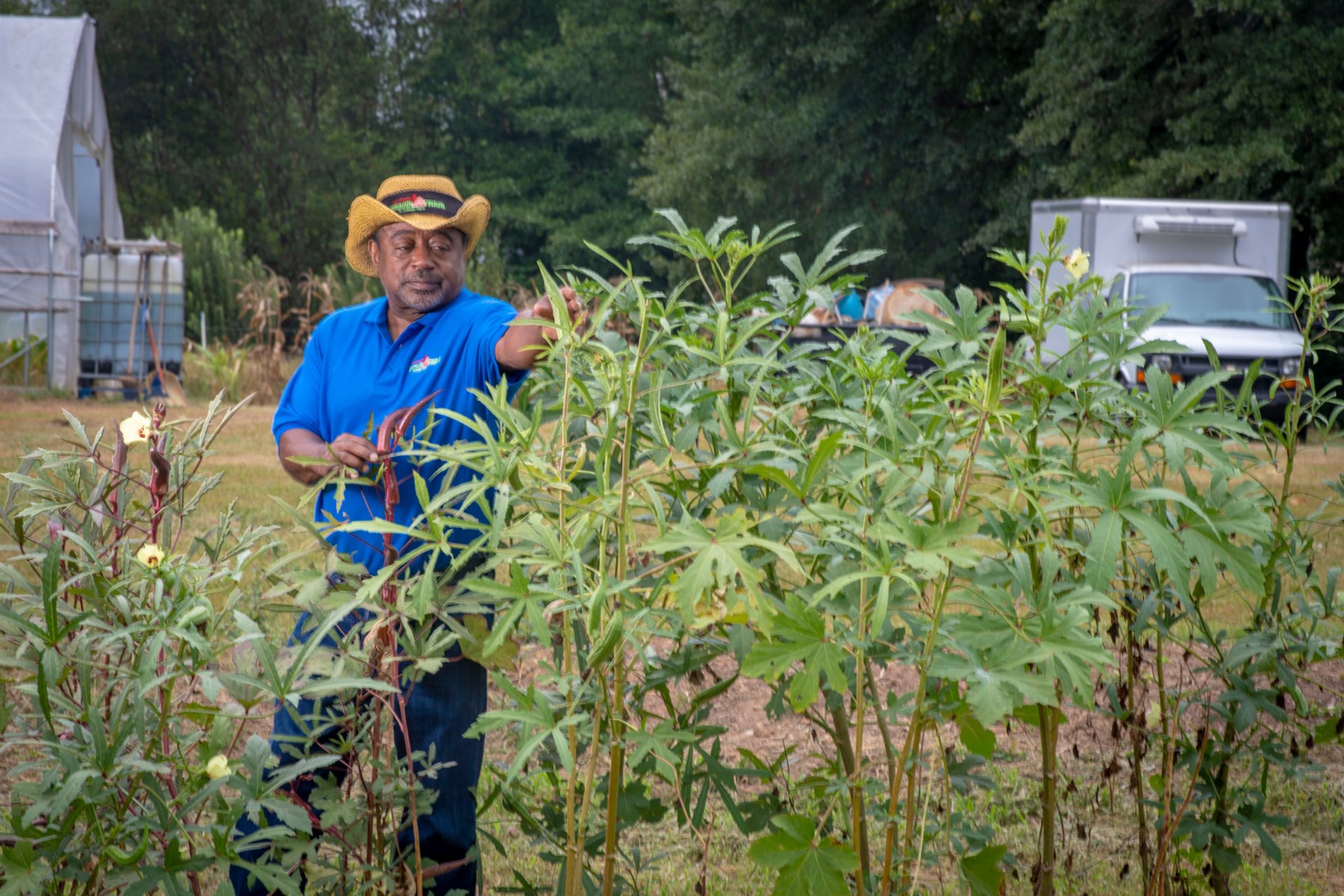 Bobby Wilson harvesting okra at the farm