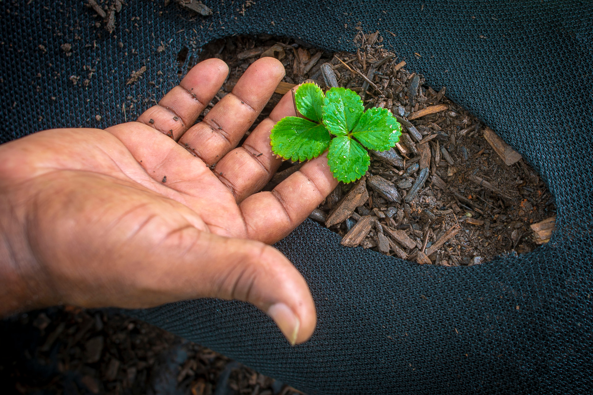 A hand cupping a young plant seedling grown at Metro Atlanta Urban Farm
