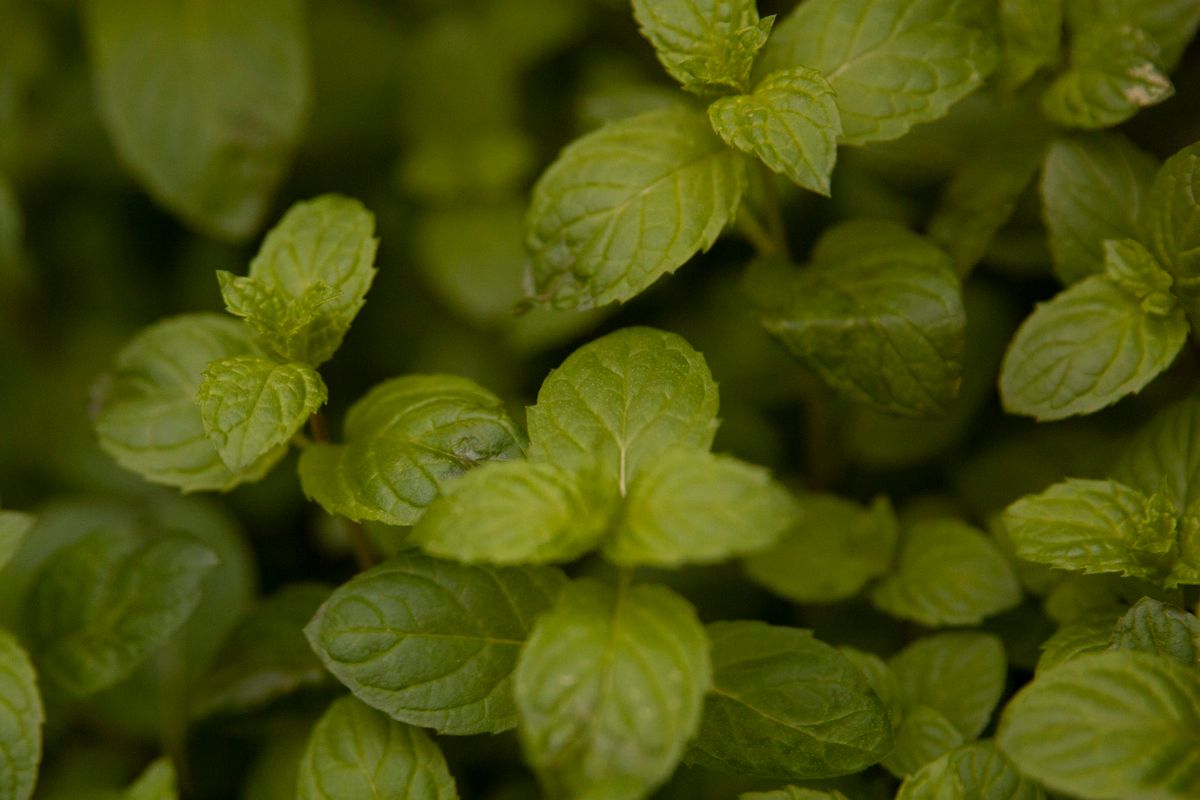 Mint