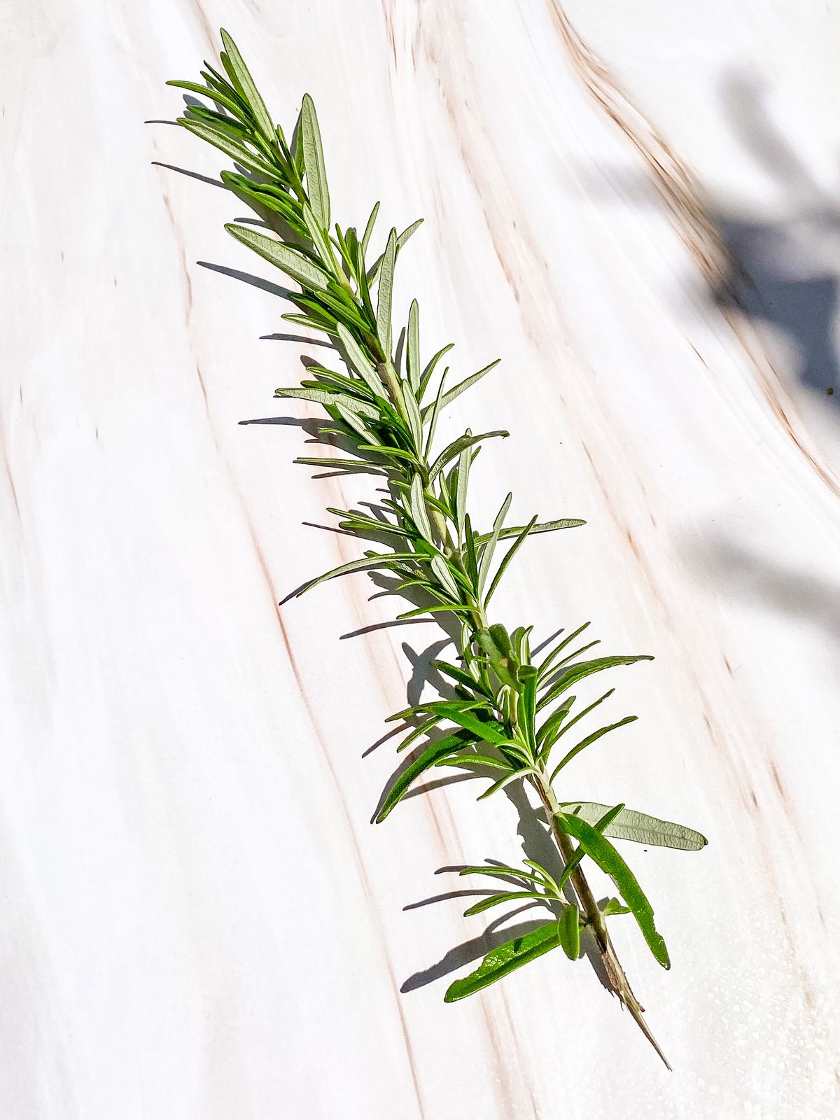Rosemary