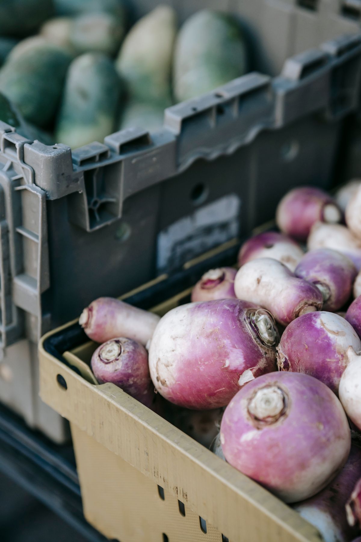 Turnip Roots